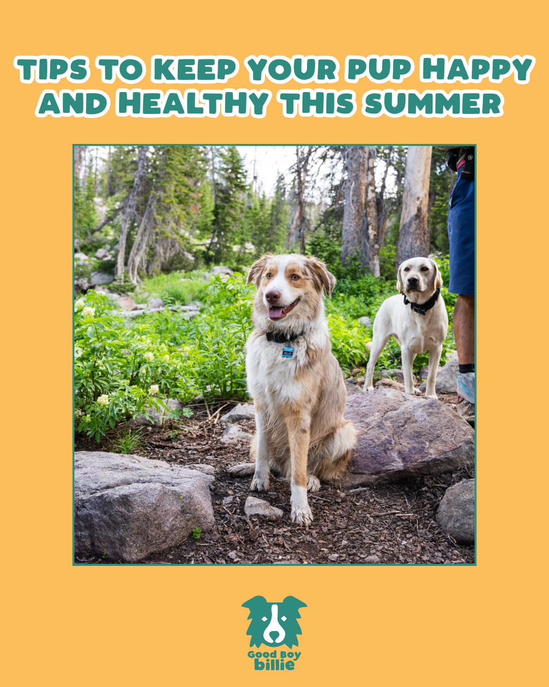 5 Tips to Keep Your Pup Happy and Healthy This Summer