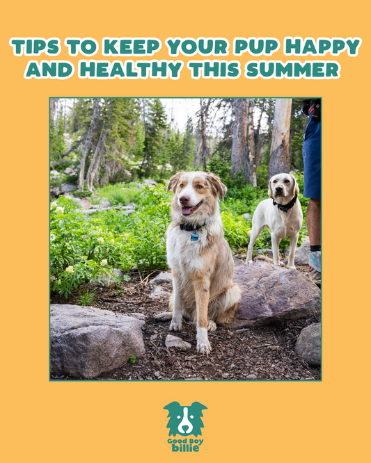 5 Tips to Keep Your Pup Happy and Healthy This Summer