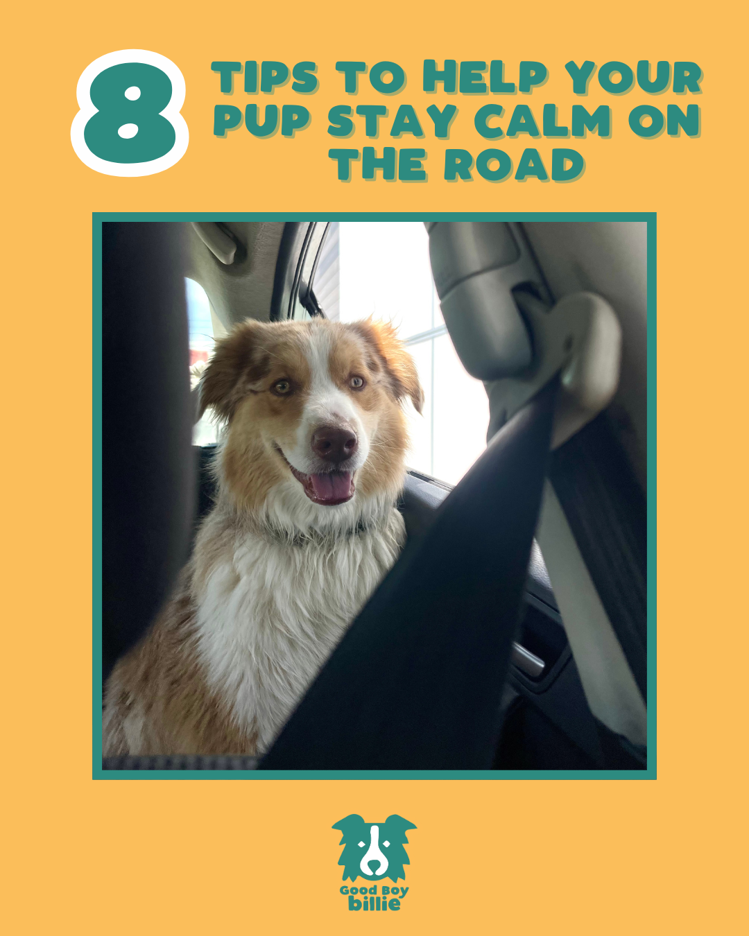 8 Tips To Help Your Pup Stay Calm On The Road