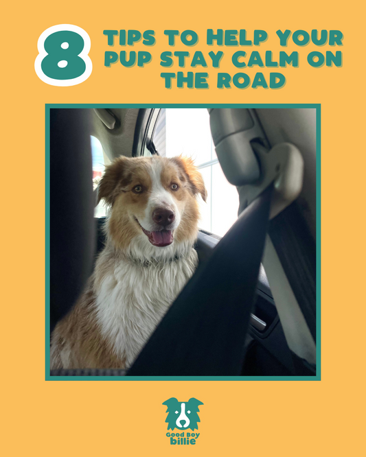 8 Tips To Help Your Pup Stay Calm On The Road