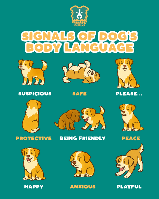 Signal of Your Dog's Body Language: What Their Emotions Are Really Saying