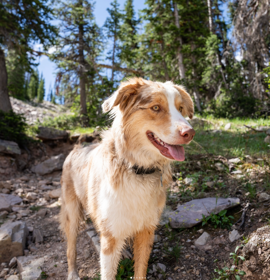 10 Dog-Friendly Hikes Near Salt Lake City