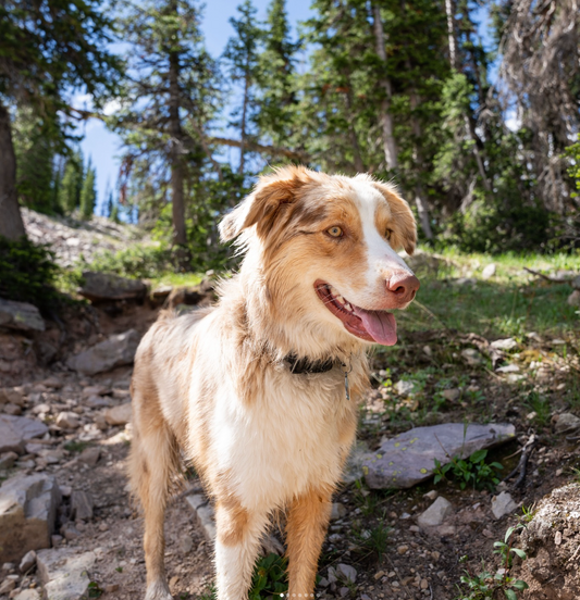 5 Tips for Seasonal Allergies in Dogs