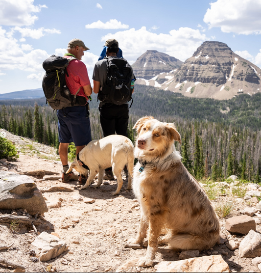 7 Dog-Friendly Hikes in Northern Utah