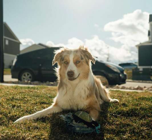 10 Household Plants That Are Toxic to Dogs
