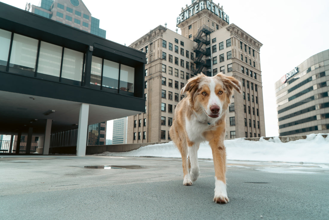 8 Dog-Friendly Restaurants in Salt Lake City
