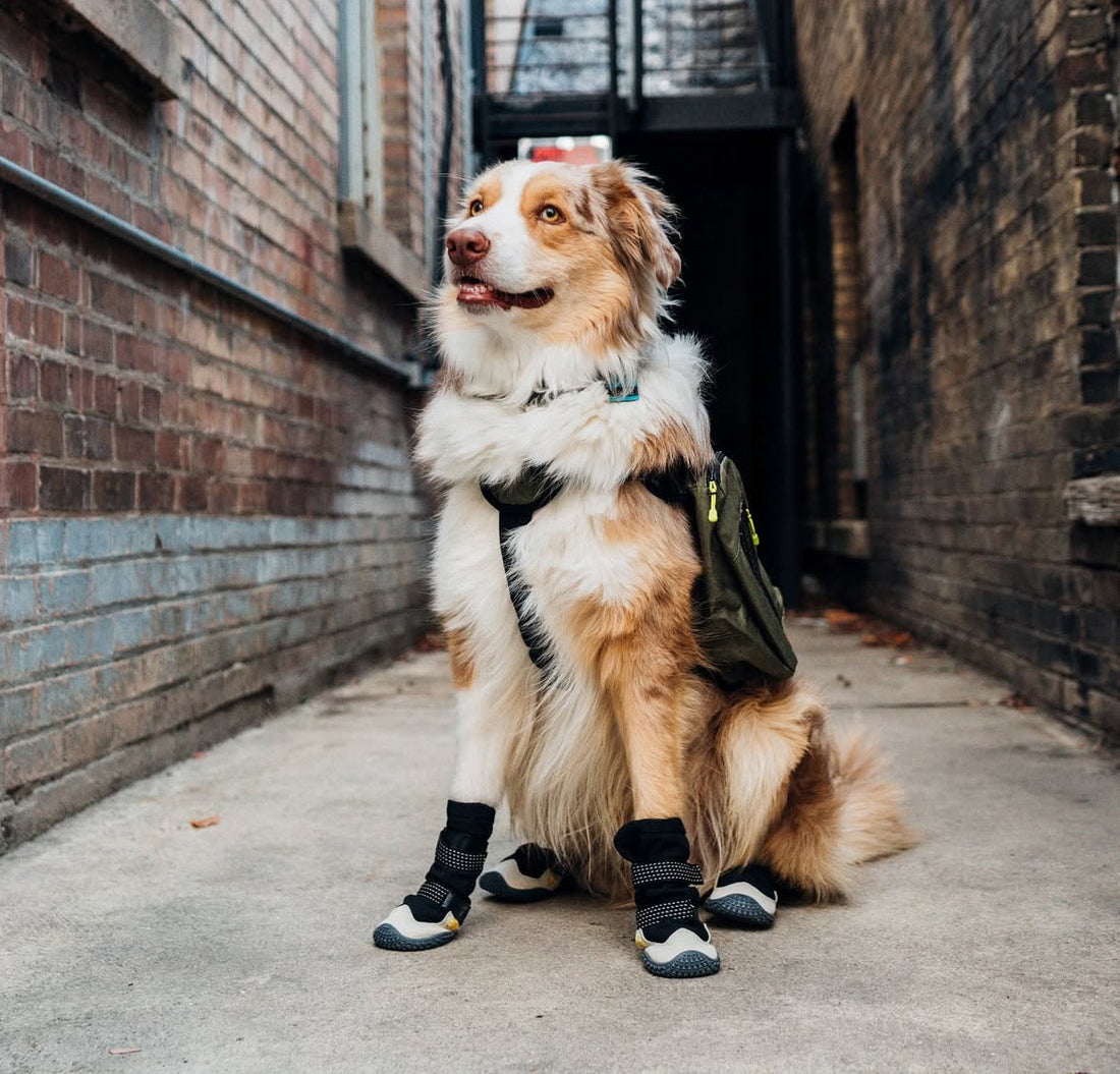 How to Protect Your Dog's Paws in Winter