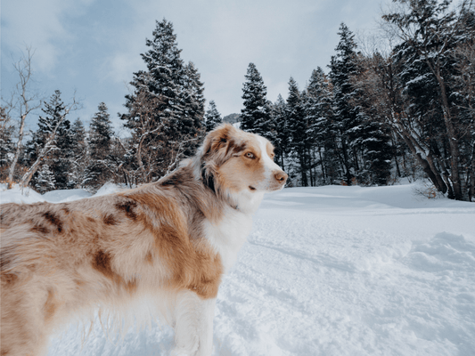 How Cold Is Too Cold for Dogs Outside in the Winter?