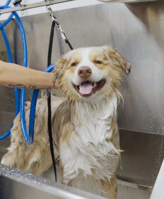 7 Grooming Tips Every New Dog Owner Should Know